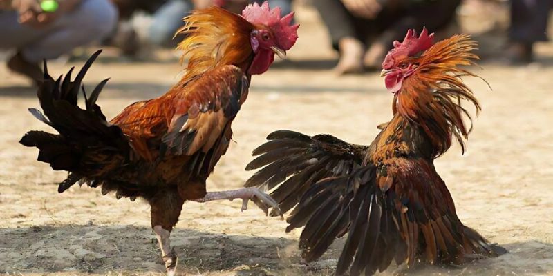 Bí kíp chơi đá gà nhanh giành chiến thắng