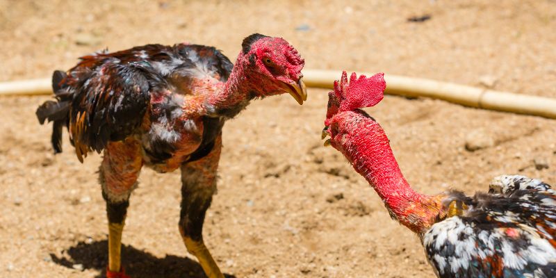 cách làm nước cho gà chọi