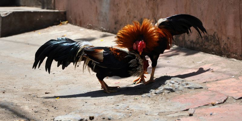 Cho gà uống sương sớm thuần khiết