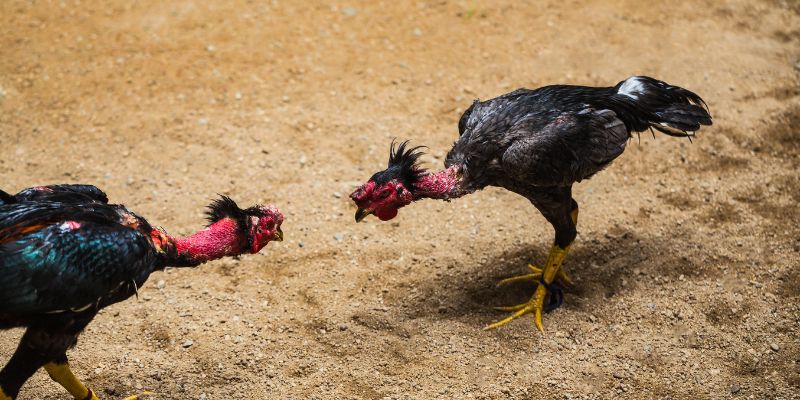 Đá gà nòi với nhiều điểm đặc biệt