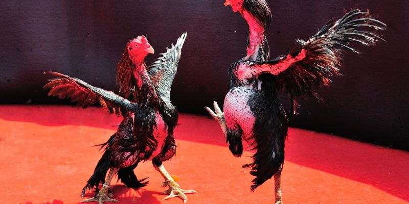 Xem đá gà hợp pháp ở VSBET